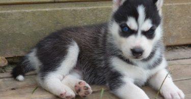 chiot husky