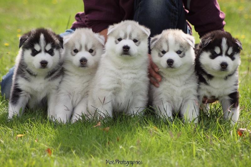 chiot husky