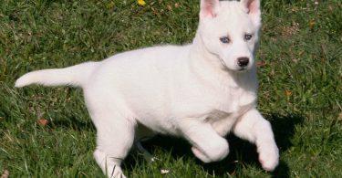 chiot husky