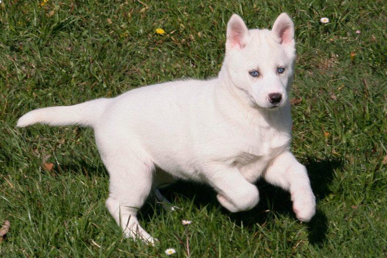 Comment Bien S Occuper D Un Husky Le husky : fiche descriptive de ce chien de taille moyenne...