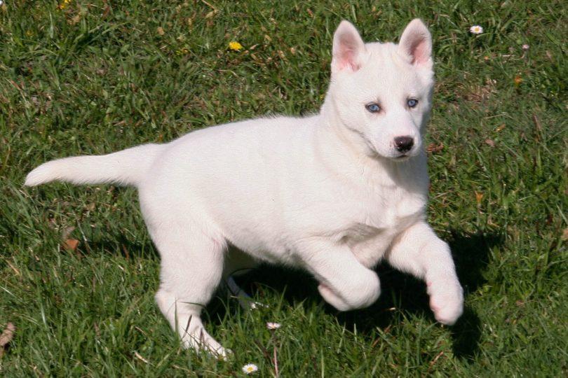 chiot husky