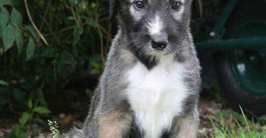 chiot lévrier irlandais