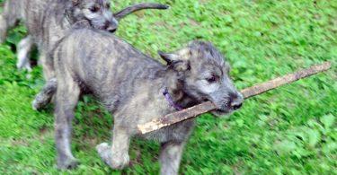 chiot lévrier irlandais