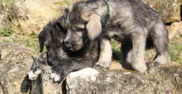 chiot lévrier irlandais