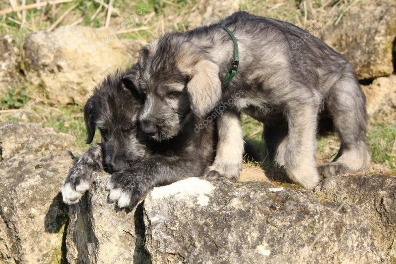 chiot lévrier irlandais