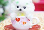 peluche spitz nain