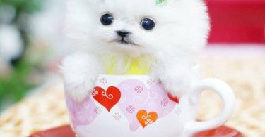 peluche spitz nain