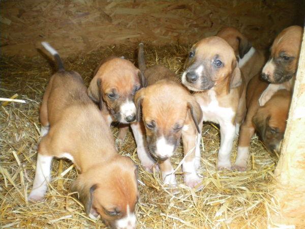 cachorro poitevin