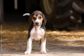 cachorro poitevin