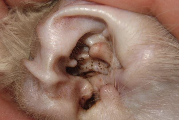 ácaros del oído del perro