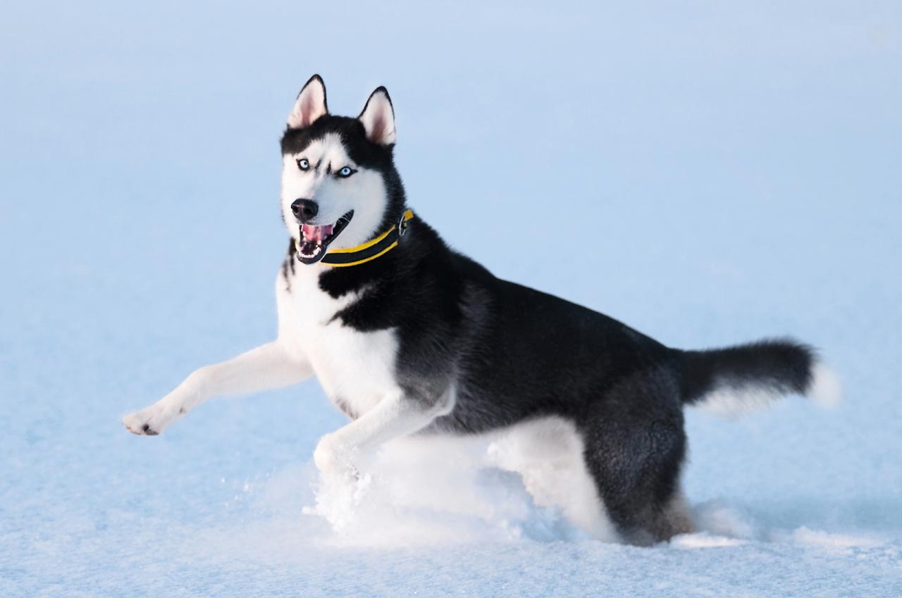 husky