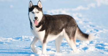 husky