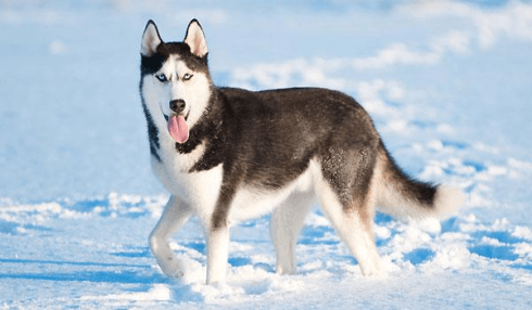 23 Adorables Chiens Croisés Vous Allez Tomber Sous Le