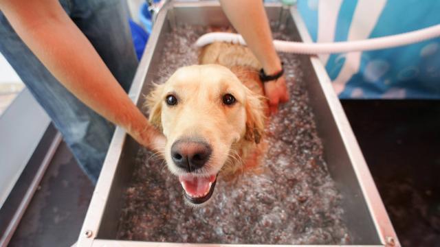 Setter Dog Lisieux | votre chien dans un jacuzzi blog canin Setter Dog Lisieux | votre chien dans un jacuzzi blog canin
