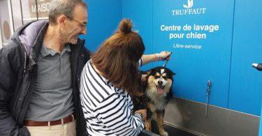 station de toilettage canin