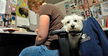 chien au travail