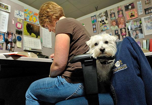 chien au travail