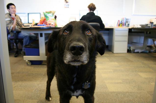 le chien dans l'entreprise