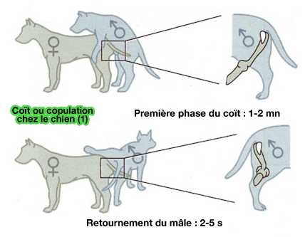 diagrama de apareamiento de perros