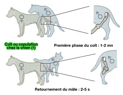 schéma accouplement chiens