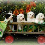 4 chiots bobtail dans une mini roulotte