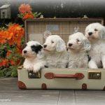 4 chiots bobtail dans une valise