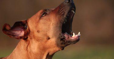 aboiement du chien