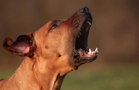 aboiement du chien