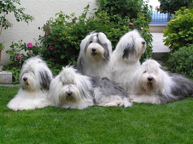 toilettage du bobtail