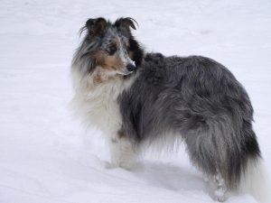 border collie dans la neige