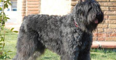 bouvier des flandres