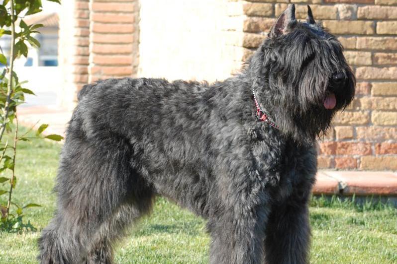 bouvier des flandres