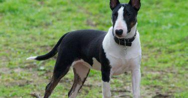 bull terrier