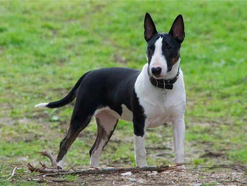 bull terrier