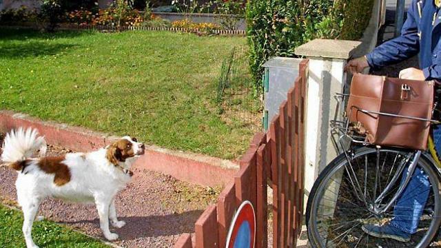 chien qui aboie sur le facteur