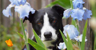 phytotérapie pour chien