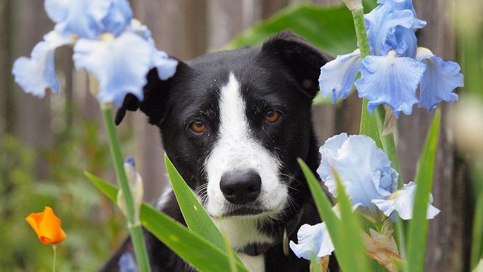 phytotérapie pour chien