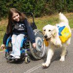 chien d'assistance pour personnes handicapées