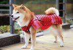 manteau pour chien samouraÏ