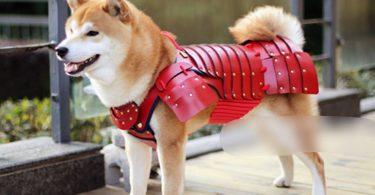 manteau pour chien samouraÏ