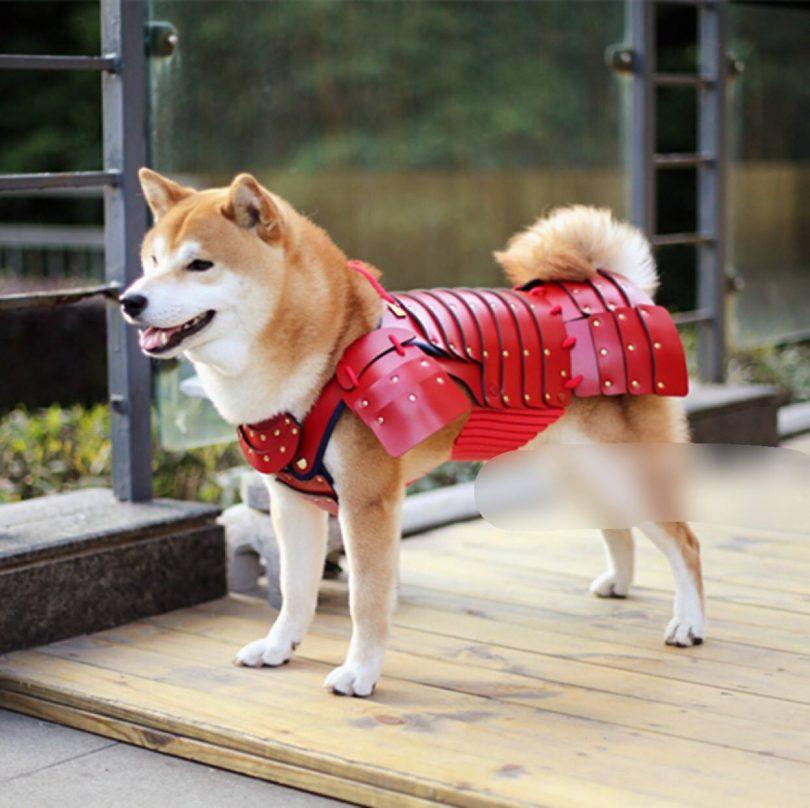 manteau pour chien samouraÏ