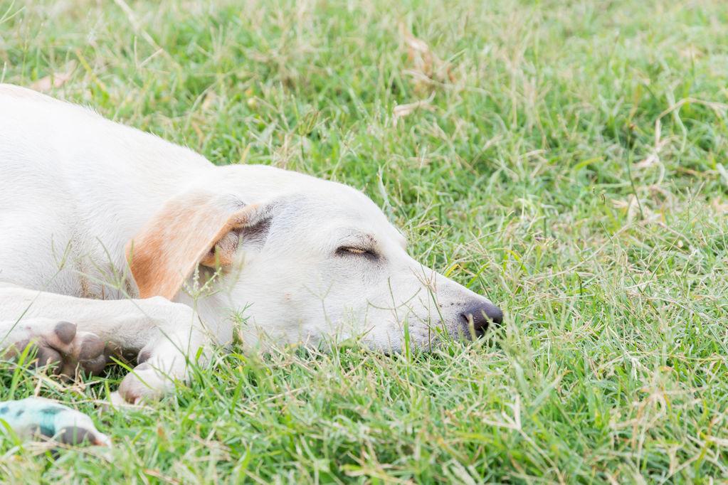 Chien qui vomit : apprendre à reconnaître le vomissement Chien qui vomit : apprendre à reconnaître le vomissement