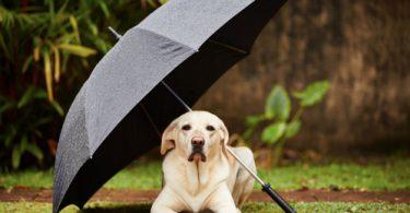 Chien qui a peur de l'orage