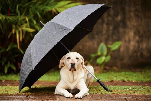 Chien qui a peur de l'orage