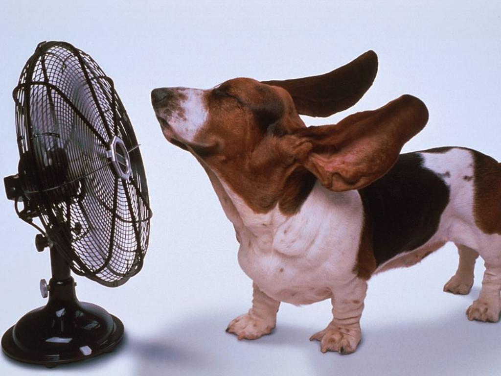perro refrescándose con un ventilador