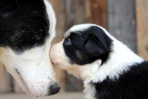 chiot avec sa mère