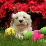 chiot bobtail avec une peluche