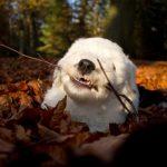 chiot bobtail joue avec une branche couche dans les feuilles