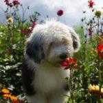 chiot bobtail qui sent une fleur