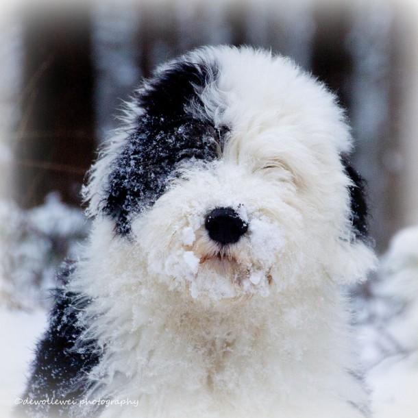 chiot bobtail recouvert de neige